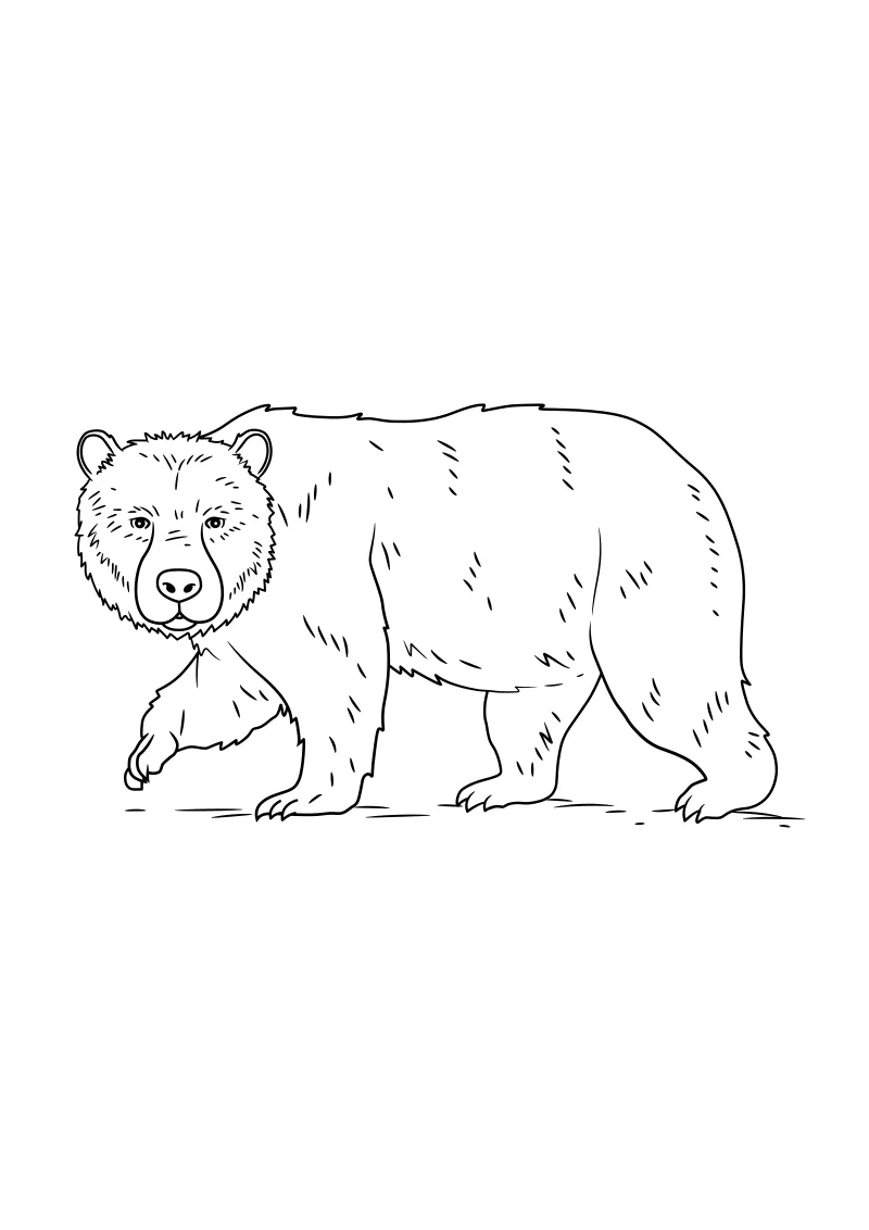 niedzwiedzie – pobierz i wydrukuj kolorowankę